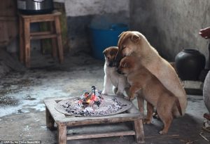 Cães se aquecem ao redor de forno a lenha. (Foto: Reprodução / Daily Mail)
