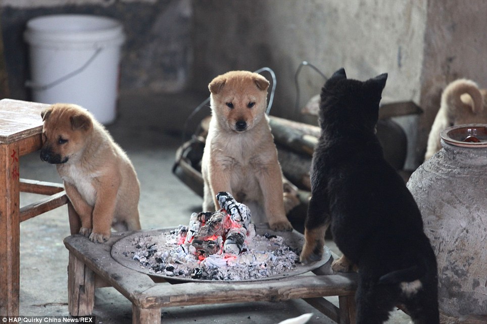 Cachorros se aquecem ao redor de forno a lenha na China 2 Eles latem sem parar até que o fogo esteja aceso. (Foto: Reprodução / Daily Mail)