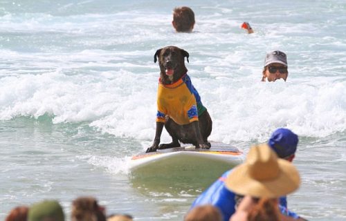 Cachorro surfando sozinho. (Foto: Divulgação / Noosa Festival of Surfing)