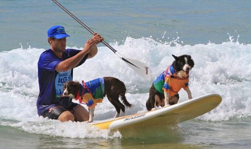 Cachorros participam de maior festival de surfe do mundo. (Foto: Divulgação / Noosa Festival of Surfing)