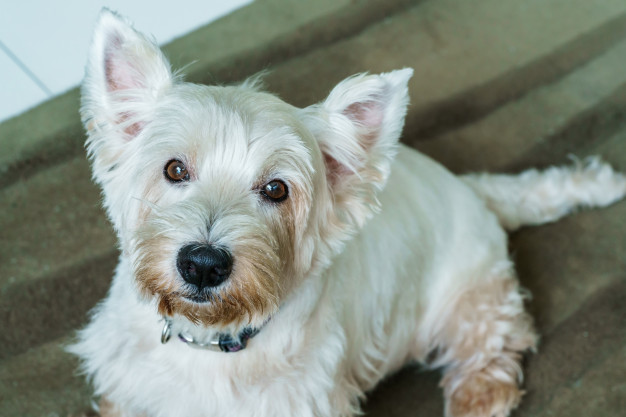 cain terrier