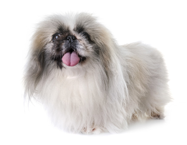 cachorros com perninha curta