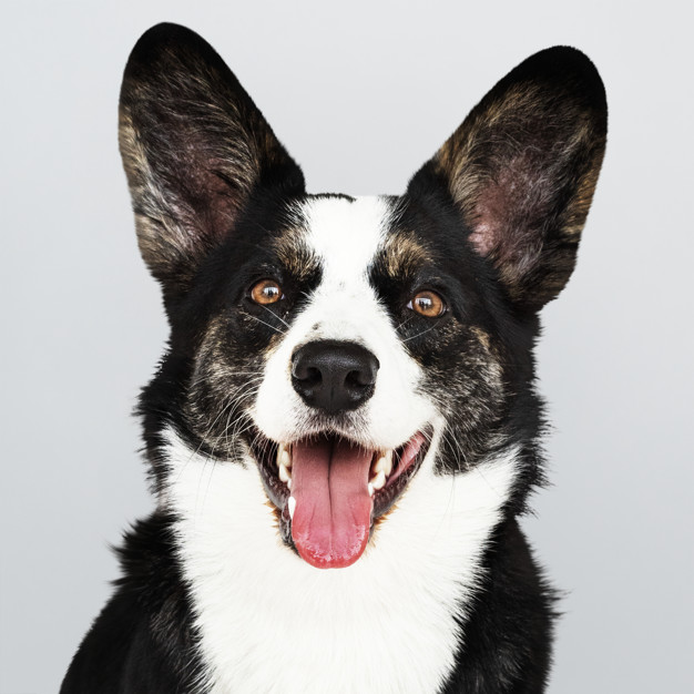 cachorros com perninha curta