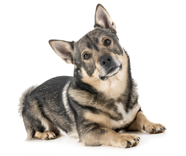 cachorros com perninha curta