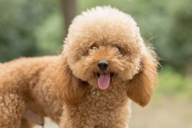 cachorros que adoram o calor