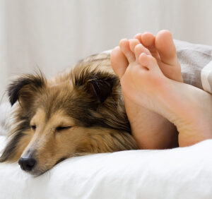 Pessoas que têm cachorro são mais sociáveis