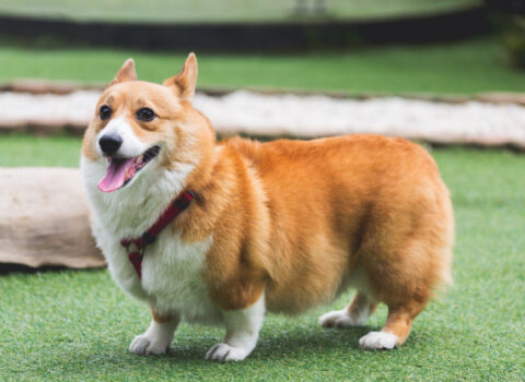 Welsh Corgi Pembroke