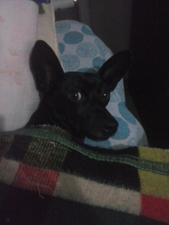 Morena