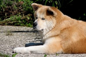 Asilo para cães no Japão. Foto: Reprodução