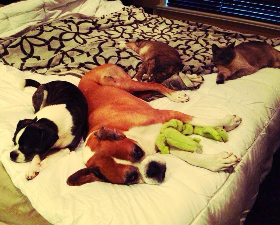 Mulher cria e realiza "lista de desejos" de cão com câncer incurável 14 (Foto: Reprodução / Facebook)