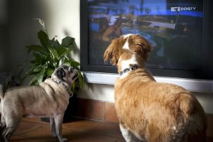 Os cachorros adoram assistir tv, mas eles enxergam da mesma maneira que os humanos? (Foto: Reprodução / Dog TV)