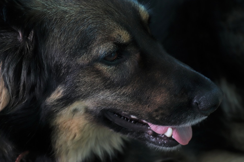 Os cachorros enxergam no escuro? 5 cachorro no escuro