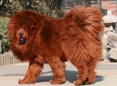 Mastim Tibetano (Foto: Reprodução / Google)