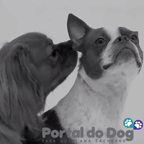 Cachorros teimosos 11 teimosos-cachorros-06