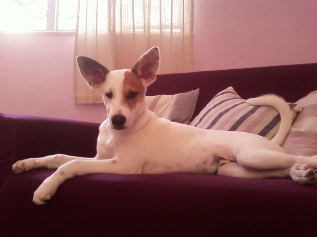 Dog Luis