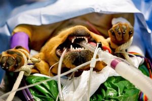 Anestesia em cães. Foto: Reprodução