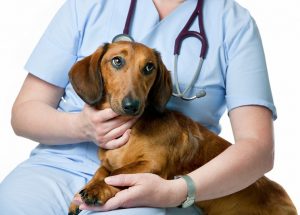 Aprenda a reduzir o estresse do seu cão durante a visita ao veterinário. (Foto: Reprodução / Google)