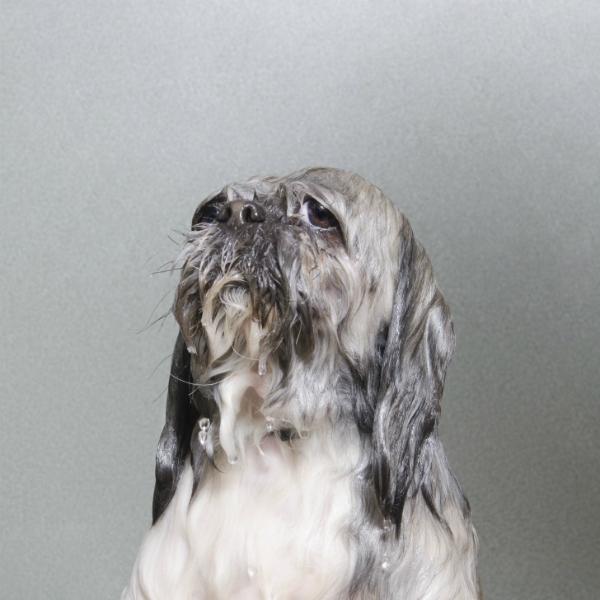 Projeto com cachorros molhados ganha prêmio de fotografia 5 projeto-wet-dog-premiado-05