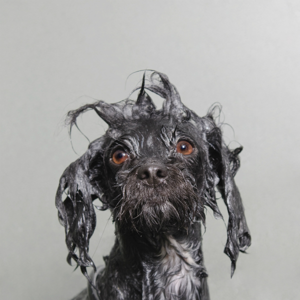 Projeto com cachorros molhados ganha prêmio de fotografia 7 projeto-wet-dog-premiado-07