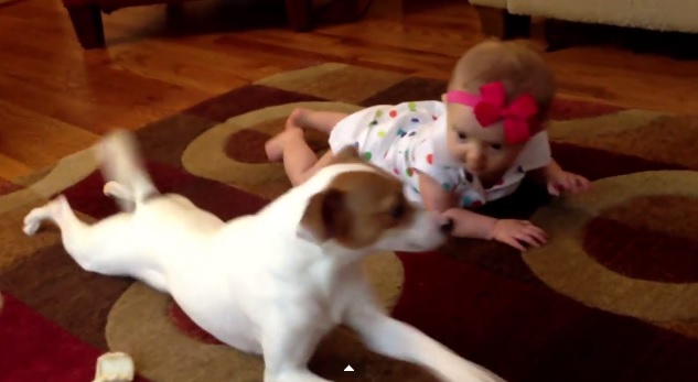 Cachorro tentando ensinar bebê a engatinhar