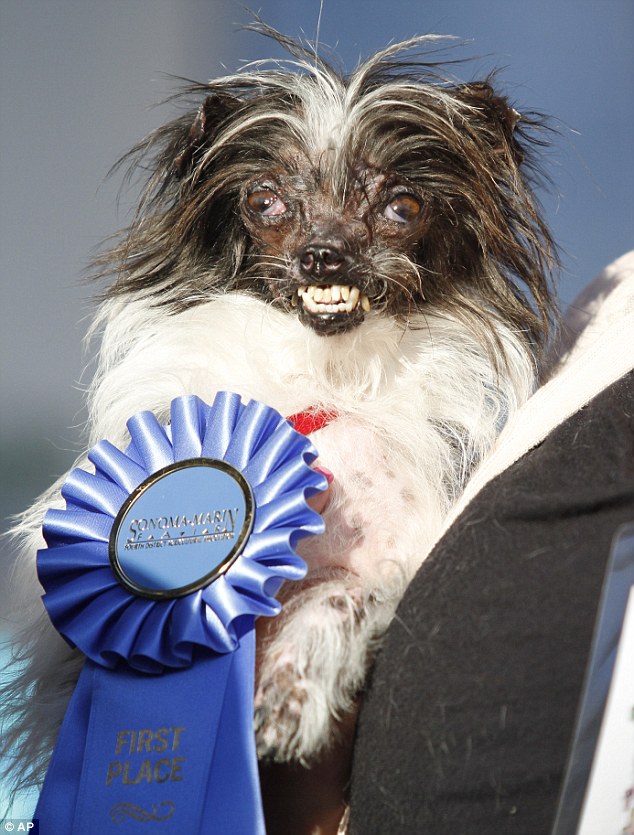 O vira-lata Peanut foi o vencedor de 2014. (Foto: Reprodução / Daily Mail uk)