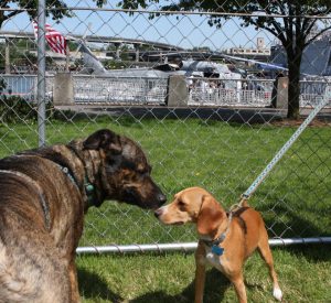 Um cão solto pode assustar seu cachorro durante o passeio. (Foto: Reprodução / Google)