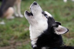 Os cachorros costumam uivar para outros cães, sirenes e para chamar a atenção de seus tutores. (Foto: Reprodução / Google)