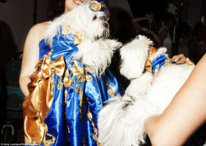 Cachorros participam de baile especial, o Puppy Prom 2014. (Foto: Reprodução / Amy Lombard / Daily Mail uk)