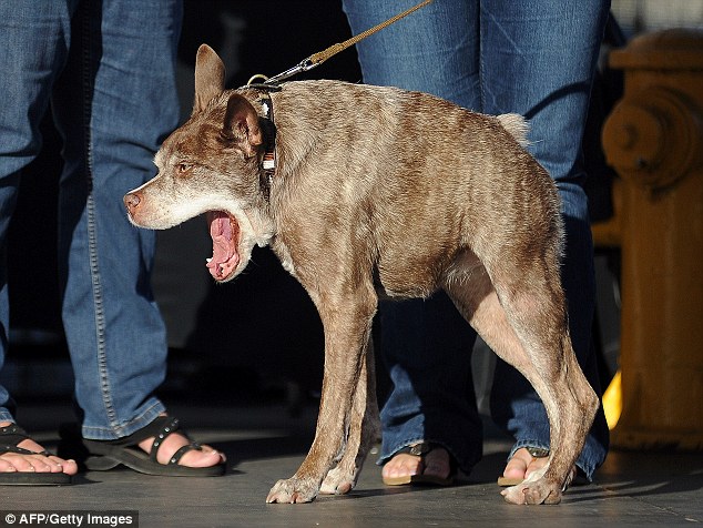 Quasi Modo. (Foto: Reprodução / Daily Mail uk)