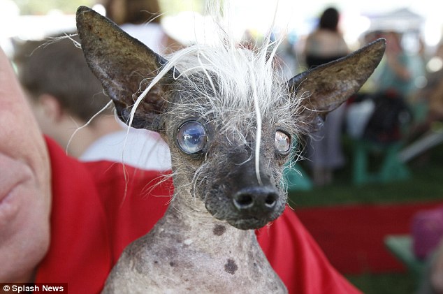 SweePee Rambo é uma mistura de Chihuahua com Cão de Crista Chinês.
