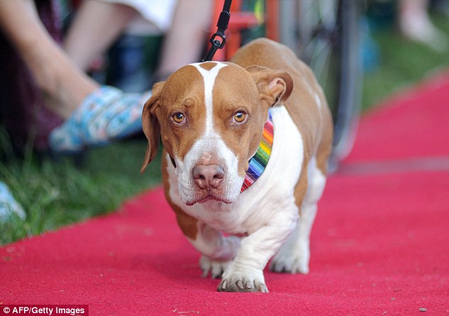 O cão Wally foi o vencedor de 2013. (Foto: Reprodução / Daily Mail uk)