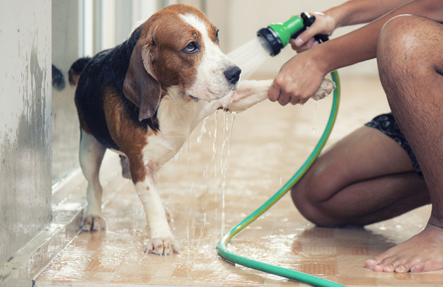 banho no cachorro