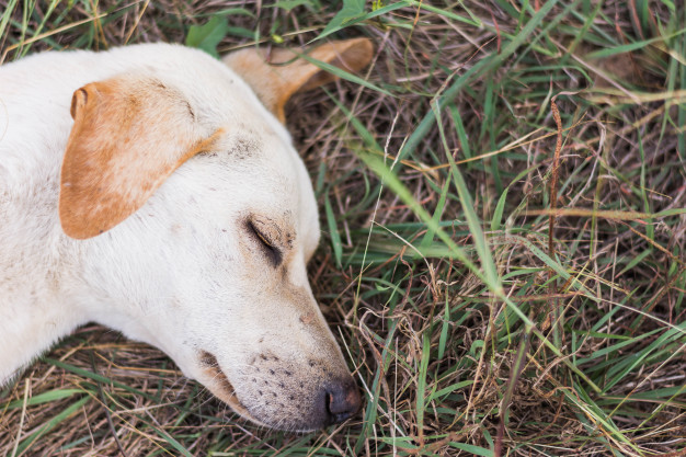 cachorro doente