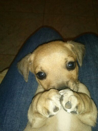 Tico
