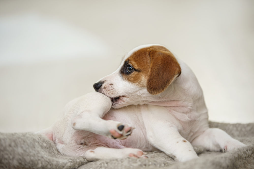 jack russel