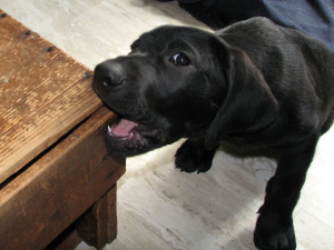 Labrador Retriver (Foto: Reprodução / Google)