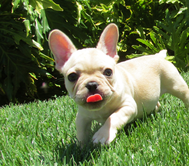 buldogue-frances-cachorros-filhotes-fotos-fofos (3)