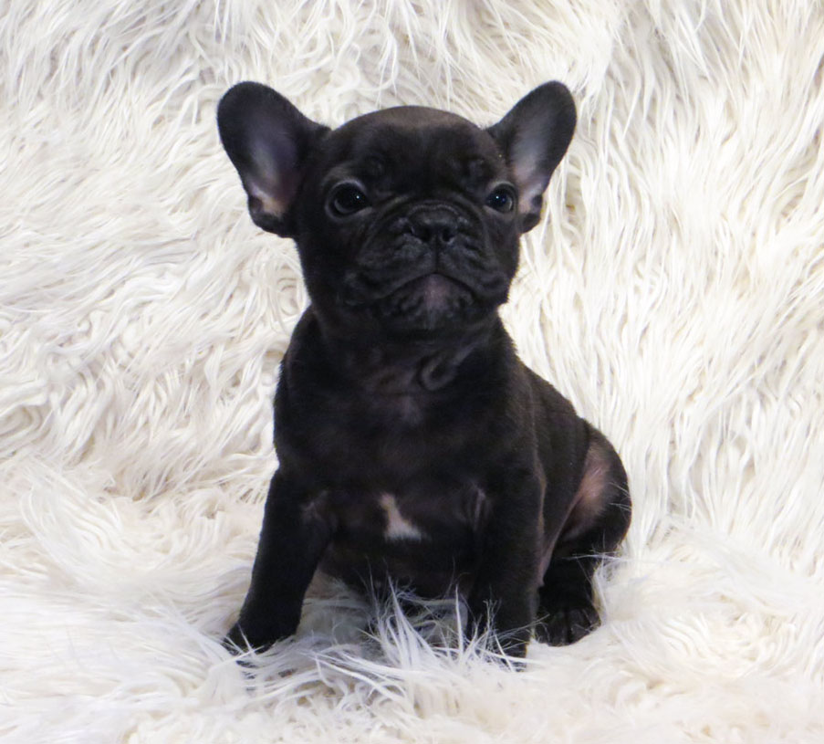 buldogue-frances-cachorros-filhotes-fotos-fofos (31)