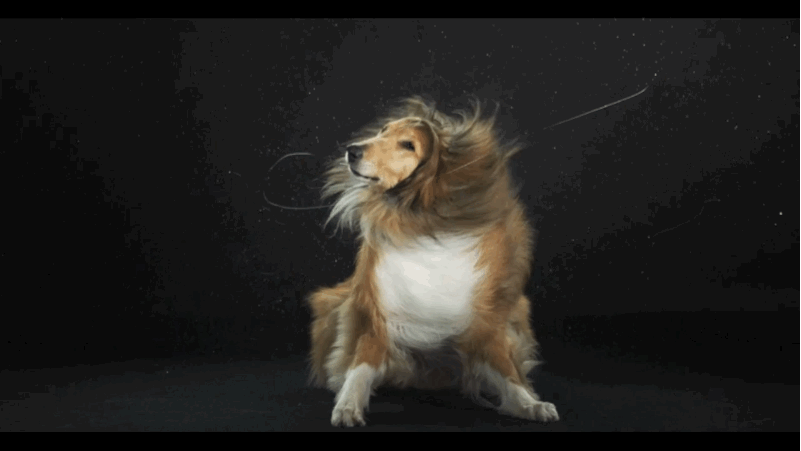 dog shake gif 6
