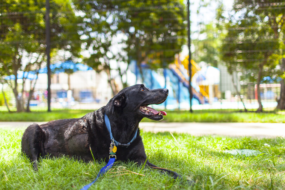 duke-robyn-arouty-cachorro-ensaio-eutanasia-17