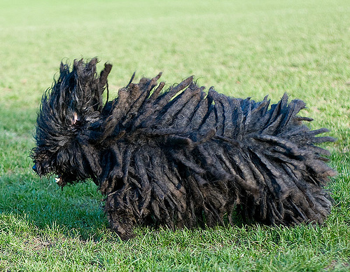 komondor-puli-pulando (4)