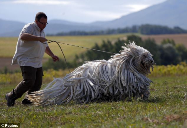 komondor puli pulando 5