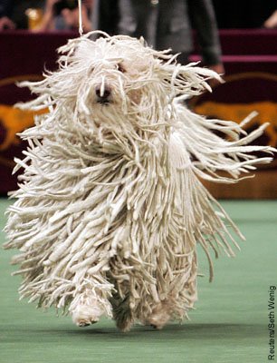 komondor-puli-pulando (8)