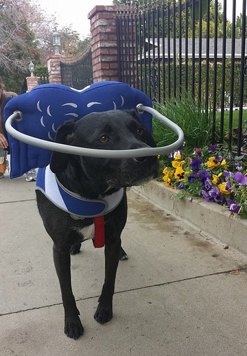 Mulher cria uma espécie de auréola para ajudar cães cegos 3 Cachorro usando o Muffin's Halo. (Foto: Reprodução / Muffin's Halo)