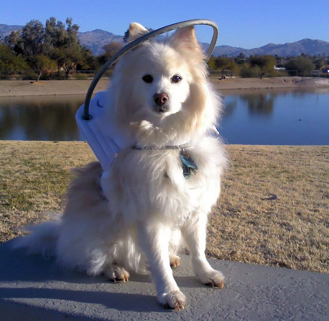 Mulher cria uma espécie de auréola para ajudar cães cegos 2 Cachorro usando o Muffin's Halo. (Foto: Reprodução / Muffin's Halo)