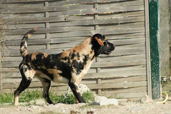 pelagem-cachorros-diferente- (22)