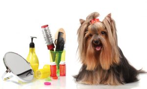 Pet Shops precisam ter médico veterinário presente para oferecer serviços de banho e tosa. Foto: Reprodução
