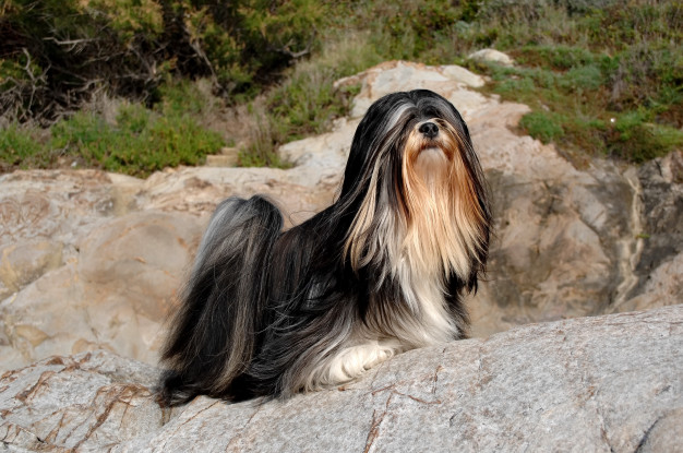 Lhasa Apso