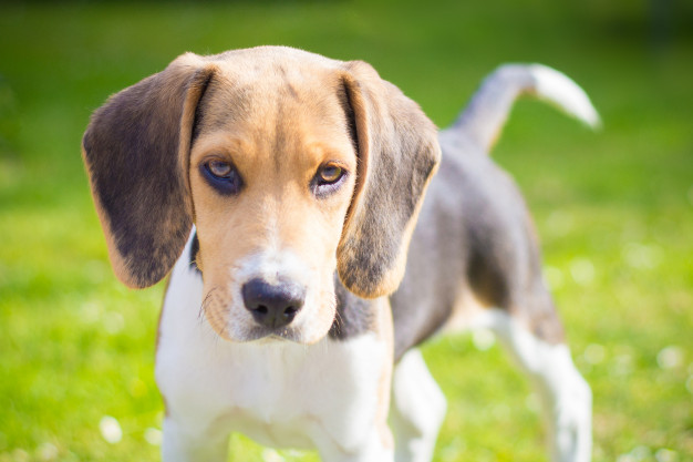 cachorros que vivem mais tempo