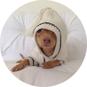 Conheça Tuna, o Chiweenie que derreteu o coração da internet 1 Tuna-Chiweenie-cachorro-01